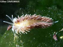 Image of Aeolidiella alderi 