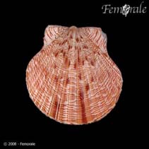 Image of Aequipecten lineolaris 