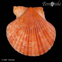 Image of Aequipecten opercularis (Queen scallop)