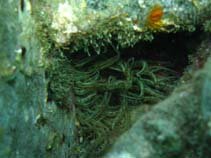 Image of Aiptasia mutabilis (Trumpet anemone)