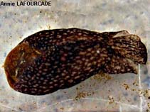 Image of Akera bullata 