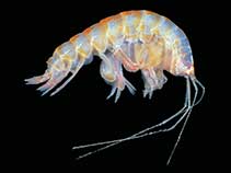 Image of Ampelisca richardsoni 