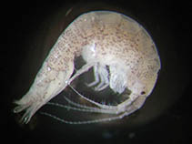 Image of Ampithoe valida 