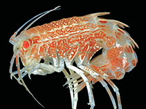 Image of Anchiphimedia dorsalis 