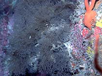 Image of Antipathes gracilis (Orange sea fan black coral)