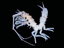 Image of Antarcturus hempeli 
