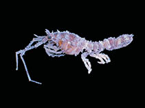 Image of Antarcturus horridus 