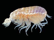 Image of Andaniotes pseudolinearis 