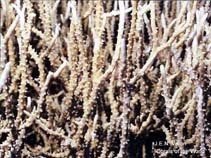 Image of Anacropora puertogalerae 