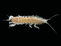 Image of Androgynella spectabilis 