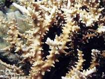 Image of Anacropora spinosa 