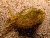 Image of Syphonota geographica (Geographic sea hare)