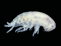 Image of Aristias antarcticus 