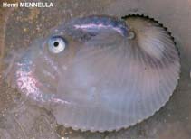 Image of Argonauta argo (Greater argonaut)