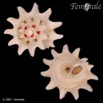 Image of Arene cruentata (Star cyclostreme)