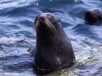 Image of Arctocephalus forsteri (New Zealand fur seal)