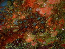 Image of Arula petunia 