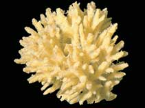 Image of Artemisina plumosa 