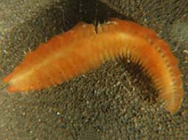 Image of Arctonoe pulchra 