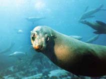 Image of Arctocephalus pusillus (South African fur seal)