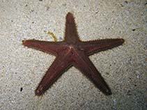 Image of Astropecten spinulosus (Slender sea star)