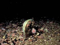 Image of Atrina fragilis 
