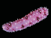 Image of Bathyplotes gourdoni 