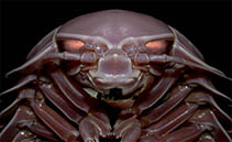 Image of Bathynomus kensleyi 