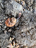 Image of Babylonia spirata (Spiral babylon)