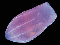 Image of Beroe cucumis (Pink slipper comb jelly)