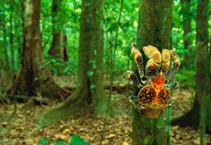 Image of Birgus latro (Coconut crab)