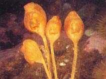 Image of Boltenia ovifera (Stalked tunicate)