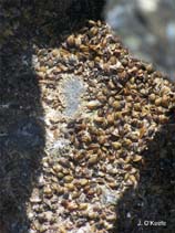 Image of Brachidontes exustus (Scorched mussel)