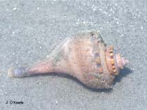 Image of Busycotypus canaliculatus (Channeled whelk)