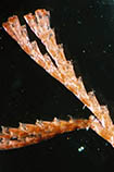 Image of Bugula neritina (Branching moss worm)