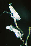 Image of Buskia nitens 