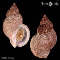 Image of Buccinum ochotense (Okhotsk whelk)