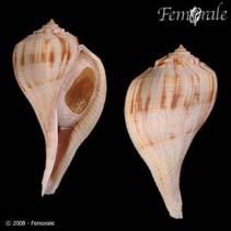 Image of Busycotypus spiratus (Pearwhelk)