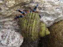 Image of Calcinus elegans (Elegant hermit)