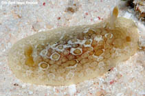 Image of Carminodoris grandiflora 