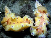 Image of Ceratosoma brevicaudatum (Short-tailed ceratosoma)