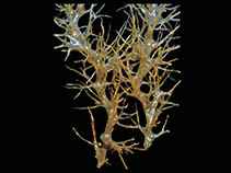 Image of Cephalodiscus hodgsoni 