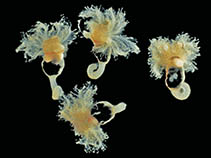 Image of Cephalodiscus nigrescens 