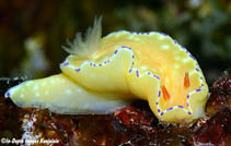 Image of Ceratosoma palliolatum 