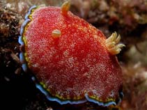 Image of Chromodoris albopunctata (White-spotted nudibranch)