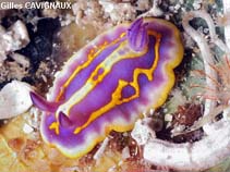 Image of Chromodoris britoi 