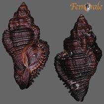 Image of Chicoreus capucinus (Mangrove murex)