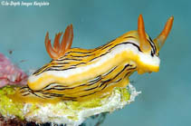 Image of Chromodoris colemani (Coleman\