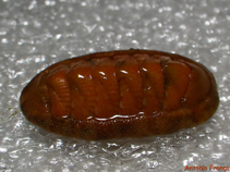 Image of Chiton corallinus 