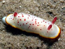 Image of Chromodoris daphne (Daphne\